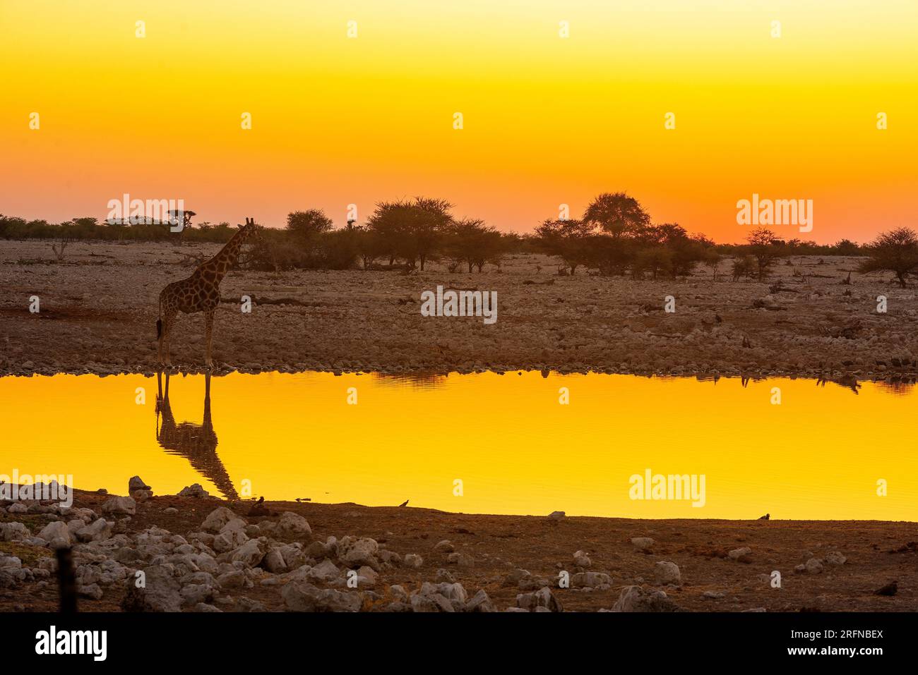 Giraffe drinking at sunrise, Klein Namutoni waterhole, Etosha National Park, Namibia Stock Photo