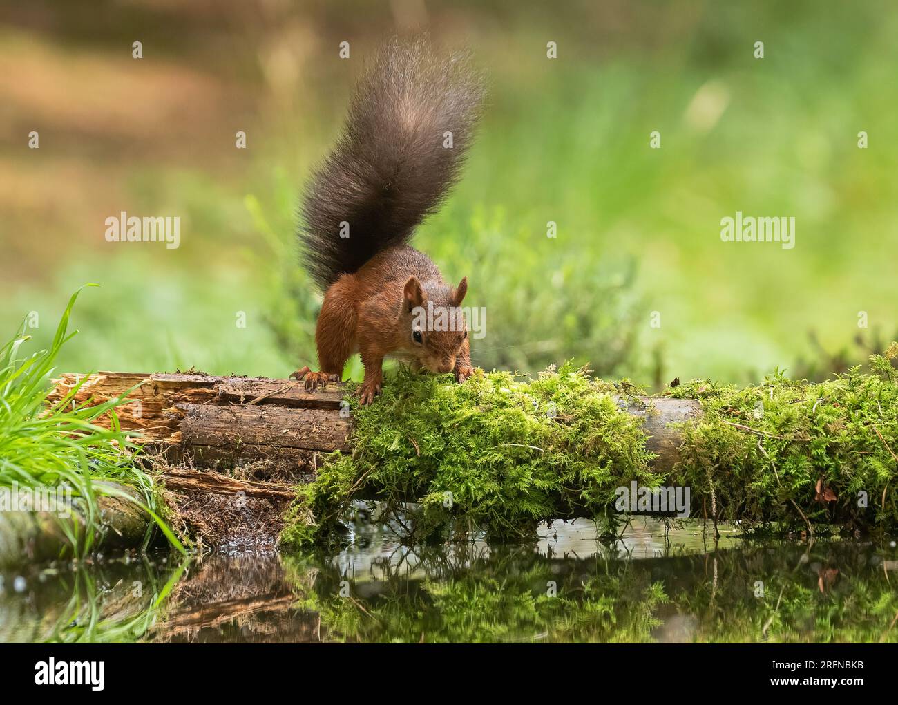 Staning A classic shot of a Red Squirrel(Sciuris vulgaris) staning on a log ...