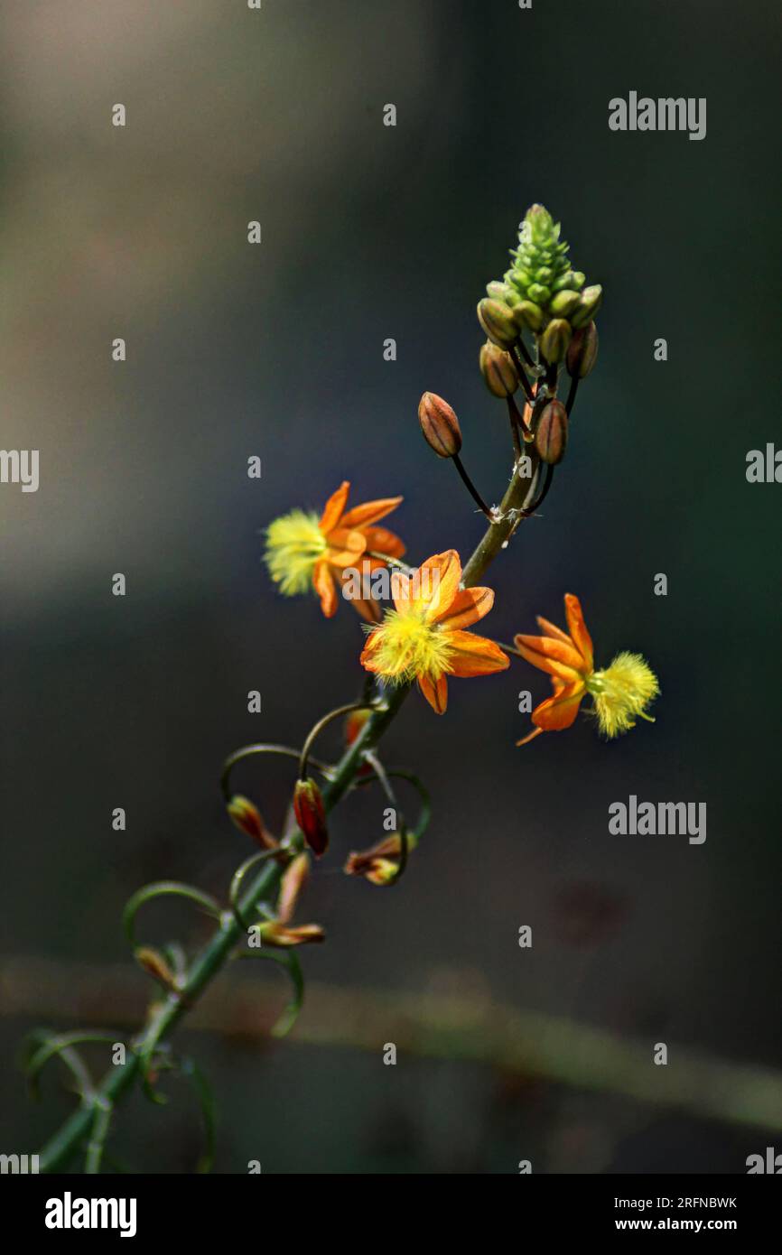 Orange and yellow bulbine flowers against a dark background Stock Photo