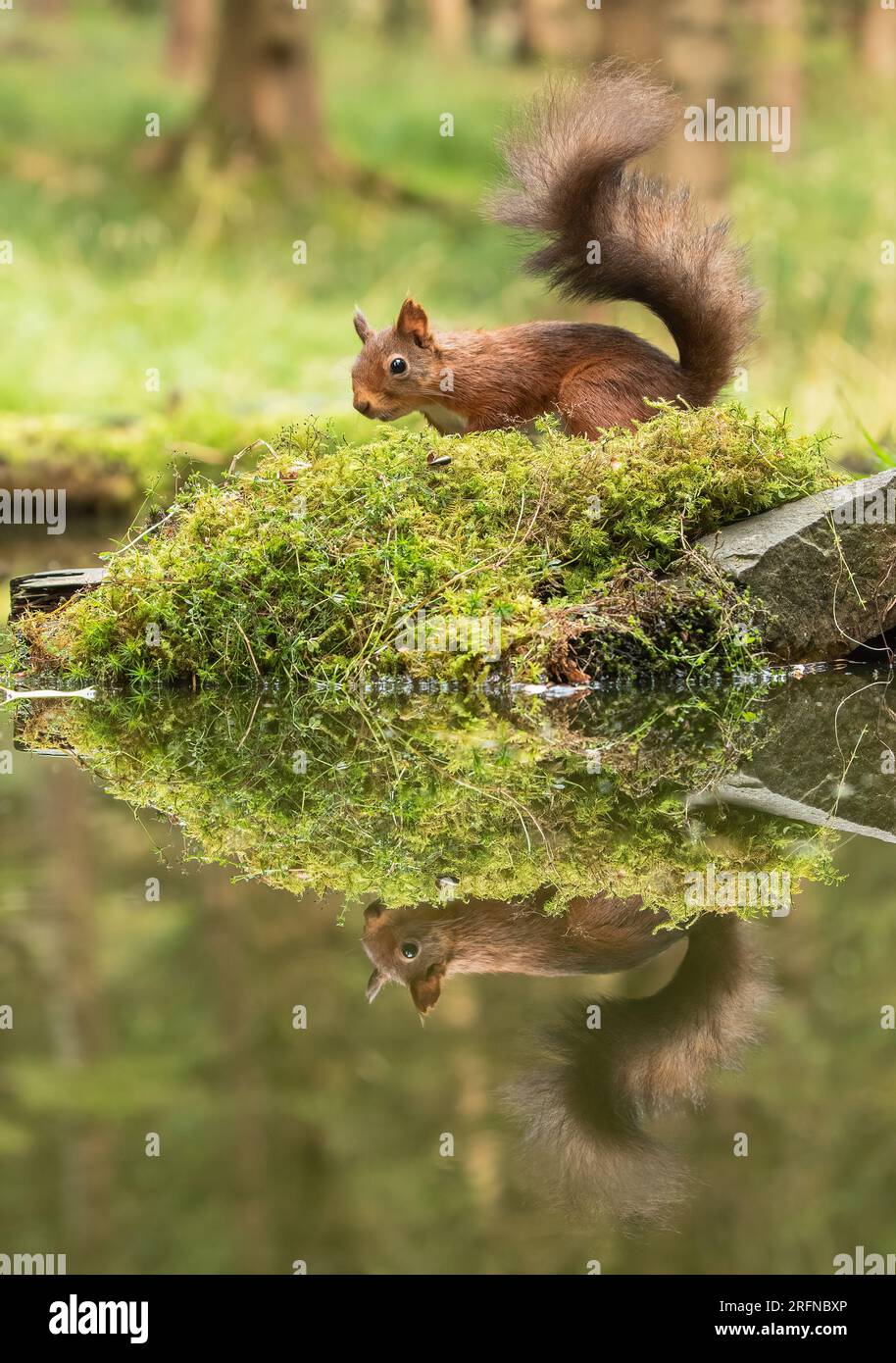 A classic shot of a Red Squirrel (Sciuris vulgaris) with his bushy tail . A perfect mirror image reflection in the water below. Yorkshire, UK Stock Photo