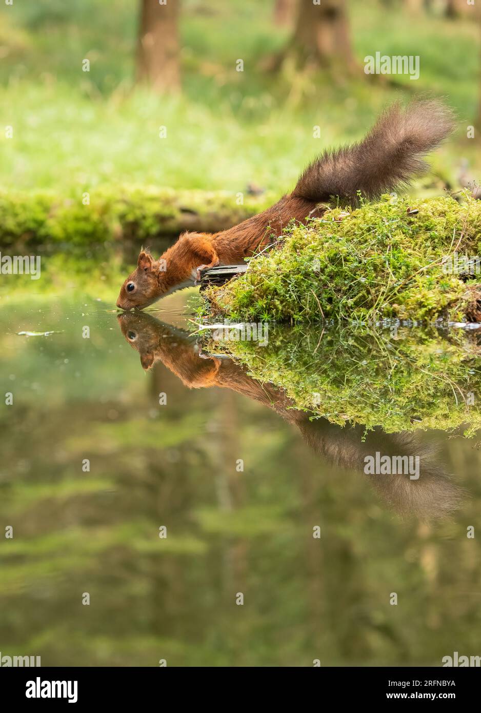 A  Red Squirrel (Sciuris vulgaris) with his bushy tail . Going for a drink . A perfect mirror image reflection in the water below. Yorkshire, UK Stock Photo