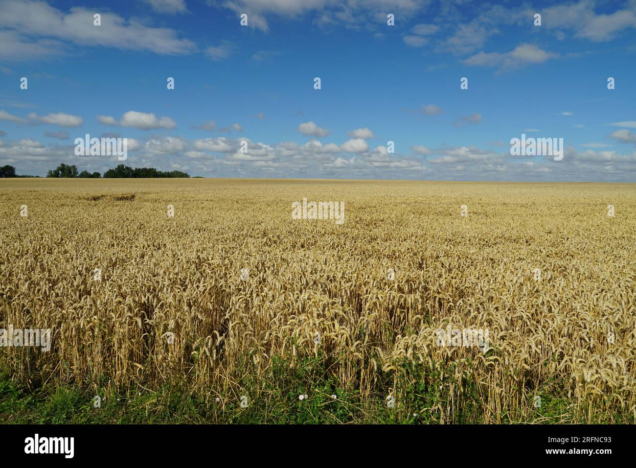 Ripe wheat field on a sunny day, Grantchester, Cambridgeshire, UK Stock Photo