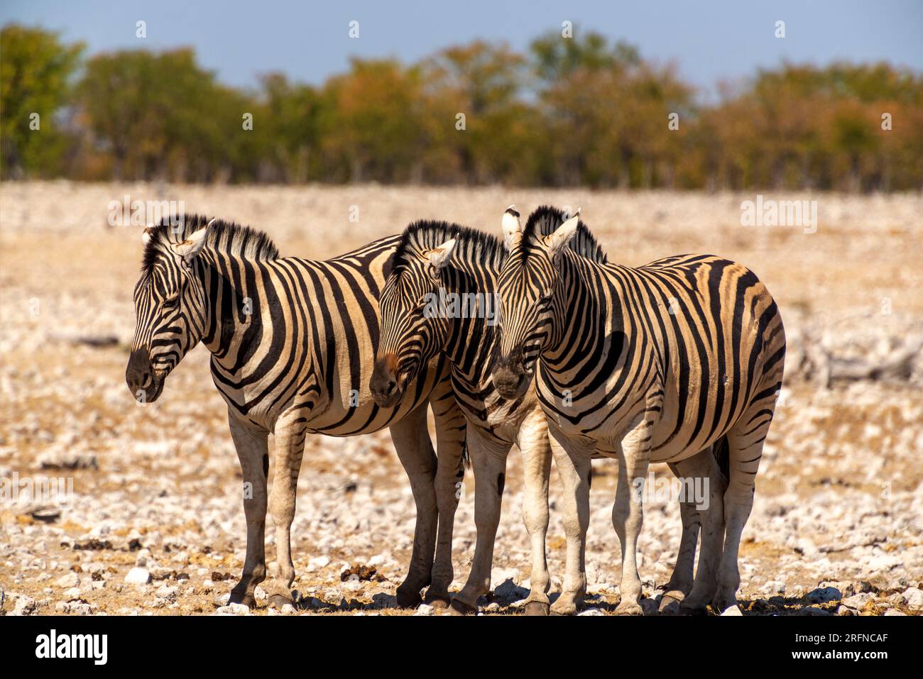 Zebra at Rietfontein waterhole, Etosha National Park, Namibia Stock Photo