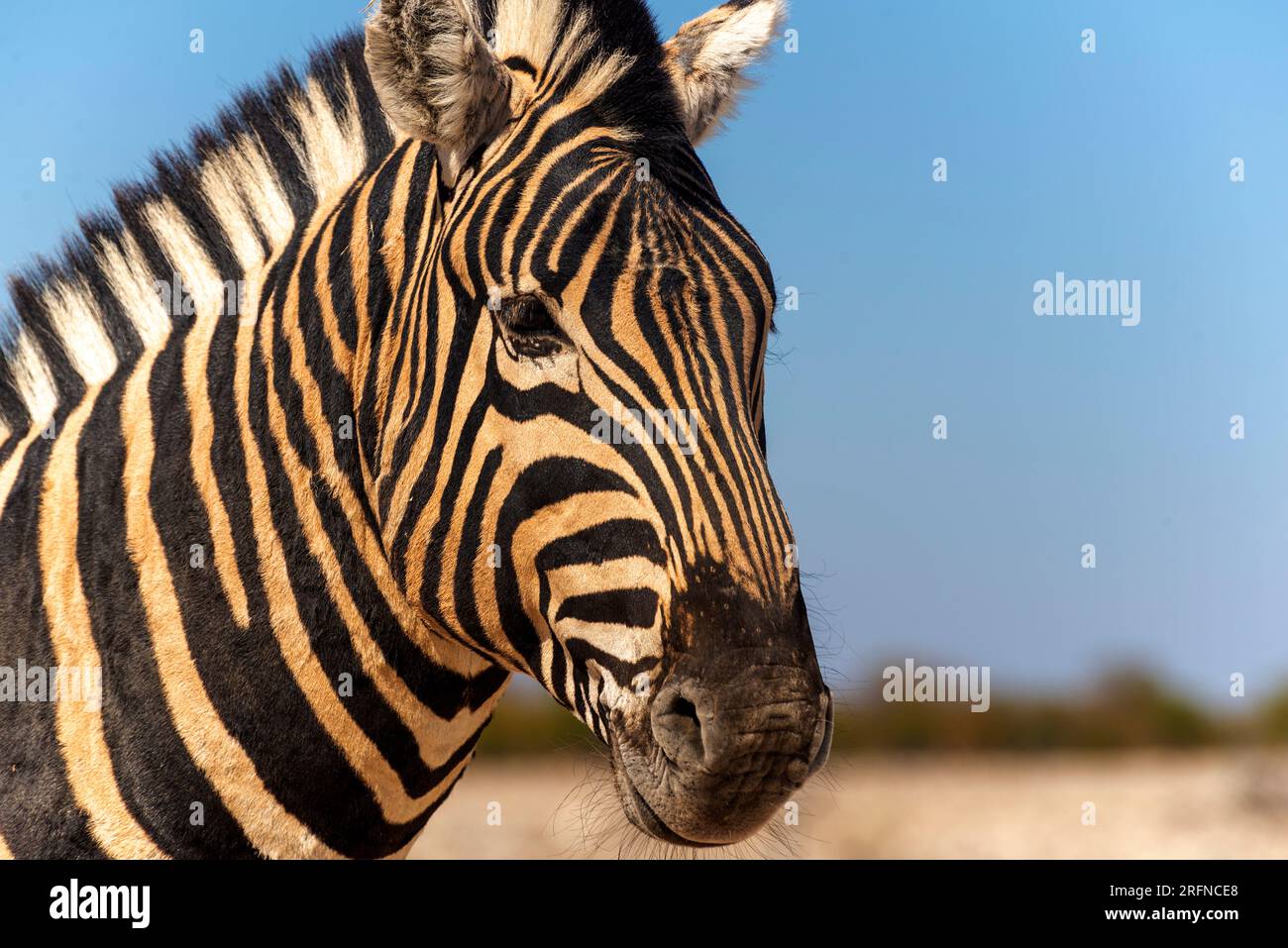 Zebra close up, Etosha National Park, Namibia Stock Photo