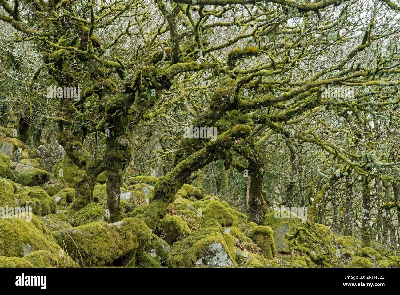 Wistmans Wood on Dartmoor about a mile or so from the Two Bridges Hotel near Two Bridges itself, alongside the Riiver. Stock Photo