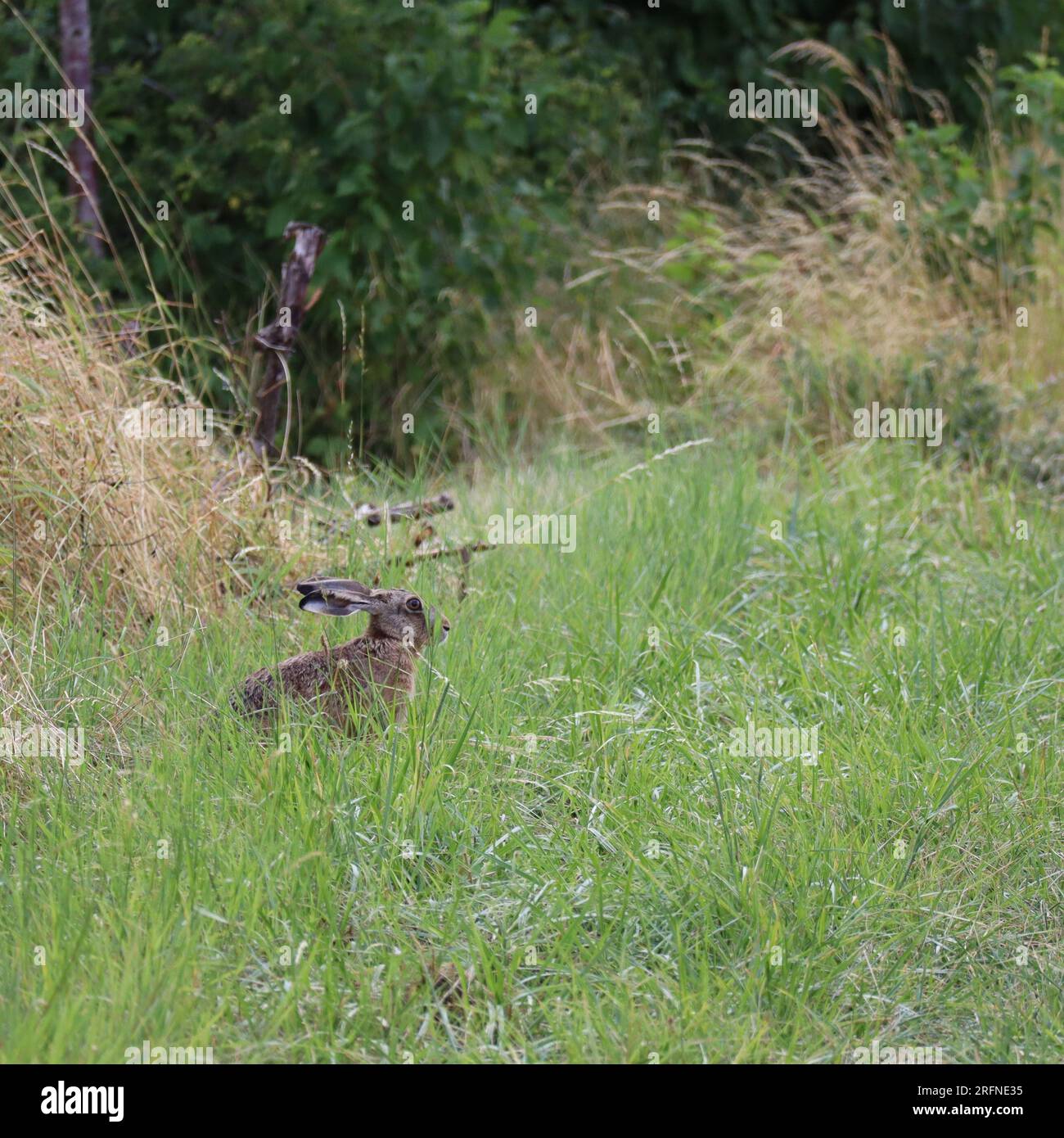 Camouflage Rabbit Camouflages hi-res stock photography and images - Alamy
