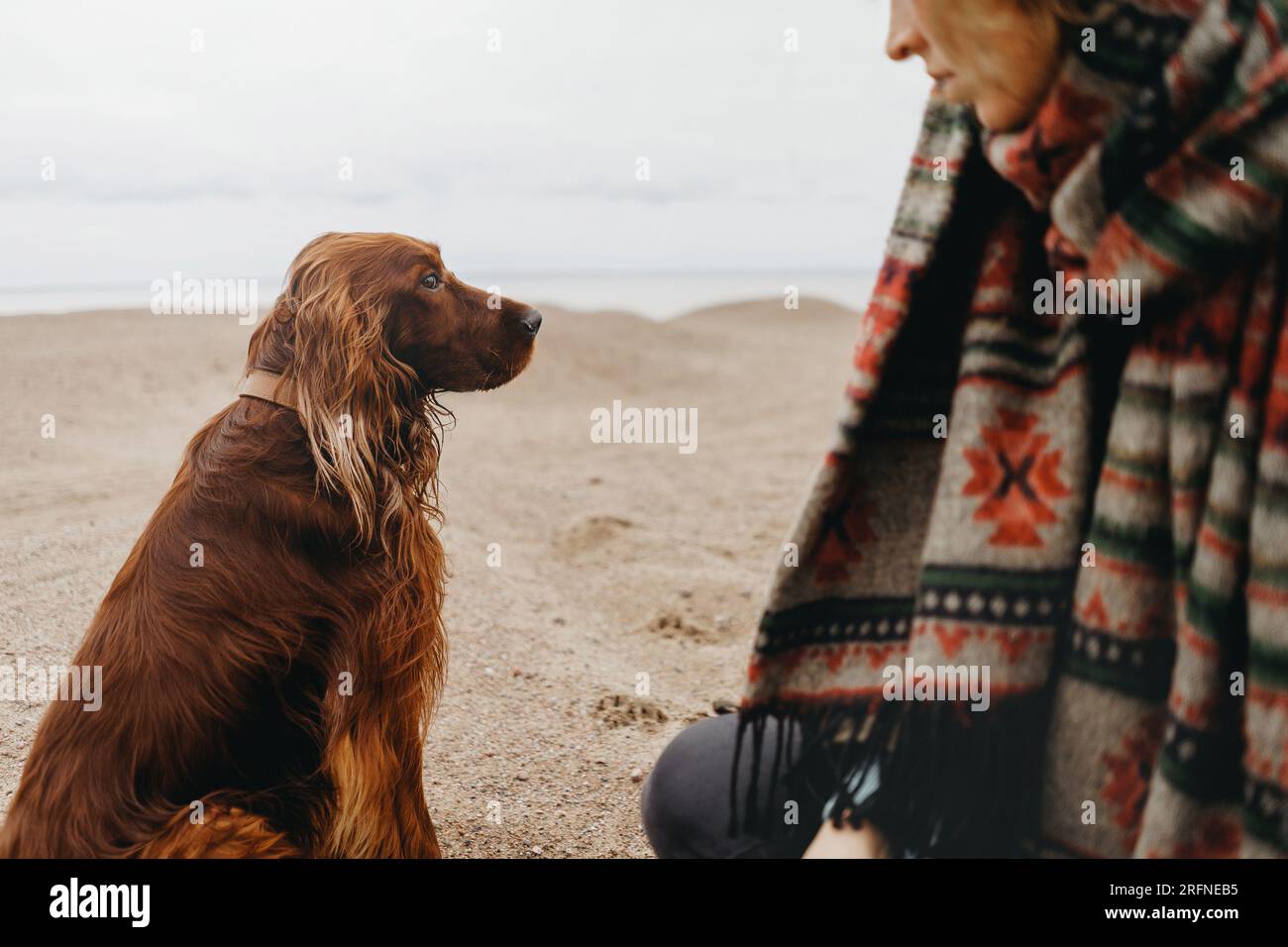 Irish setter dog looking at the mistress. Relationship with pet Stock Photo
