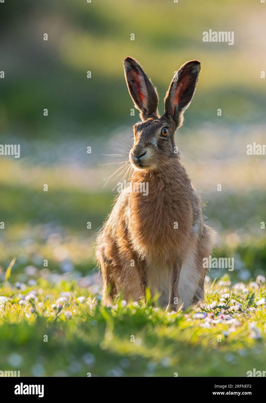 A big, strong  Brown Hare (Lepus europaeus) sitting in a carpet of   daisies. Showing  its long fur and piercing orange eye. Suffolk, UK. Stock Photo