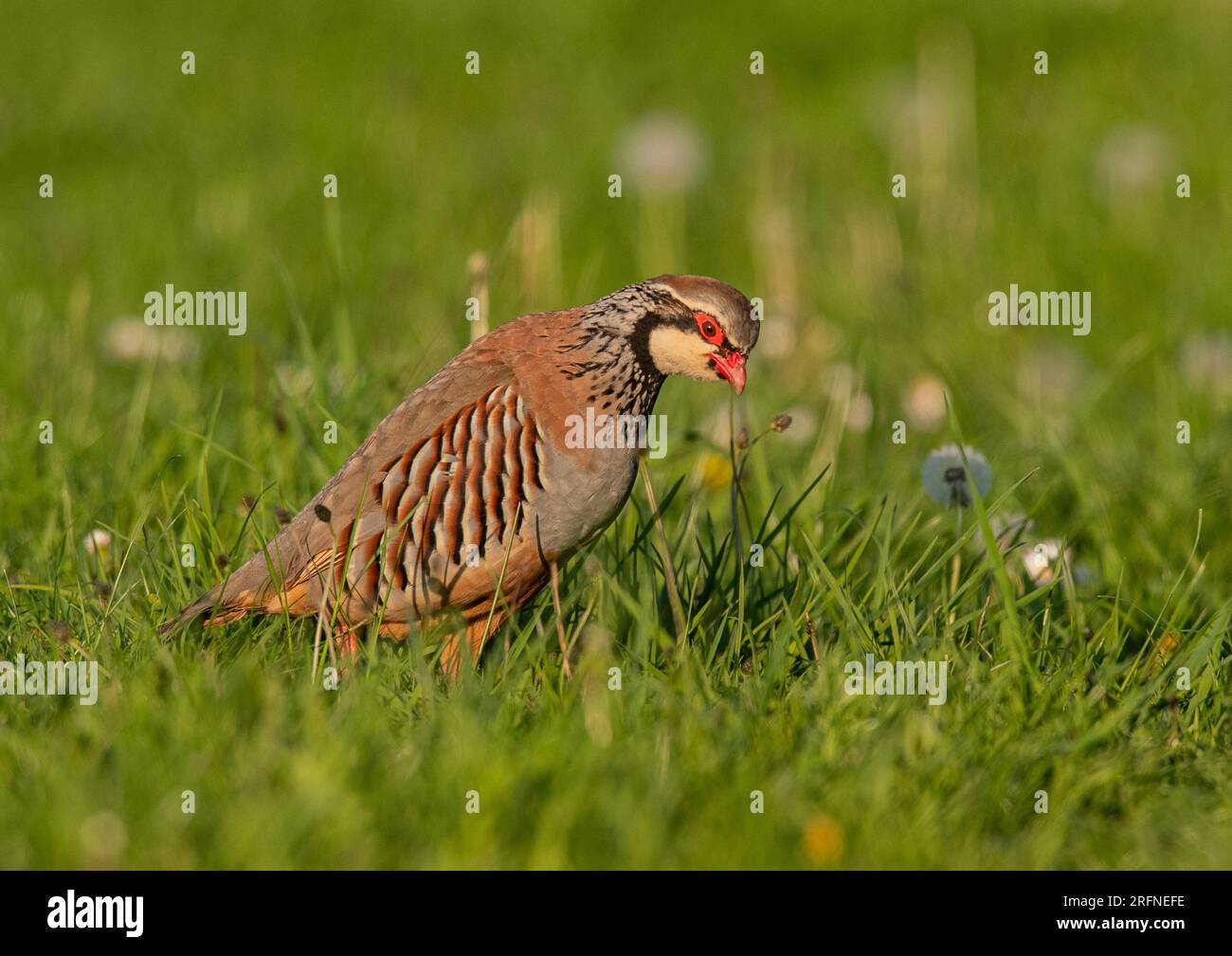 A close up of a French or red legged Partridge ( Alectoris rufa)in a grassy meadow with dandelion clocks. Suffolk, UK Stock Photo