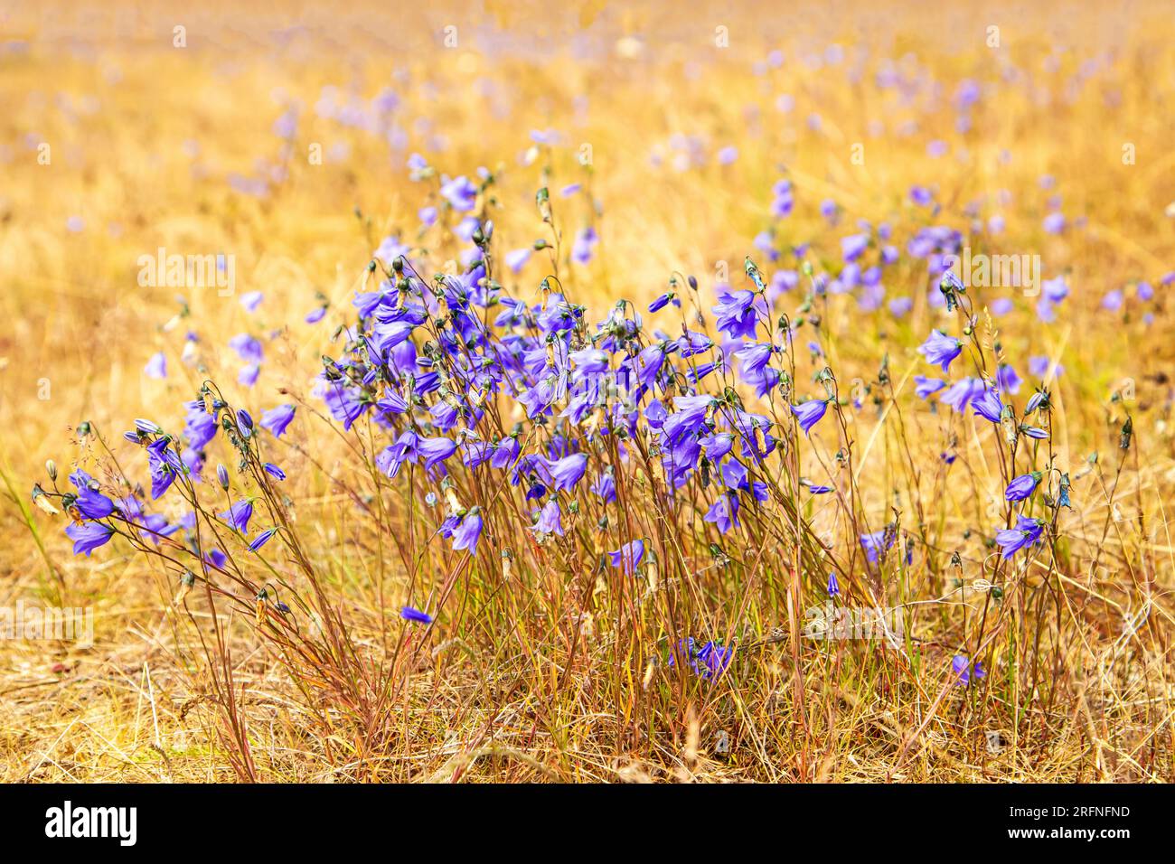 Bluebells in yellow dry grass. Sunny summer day. Stock Photo