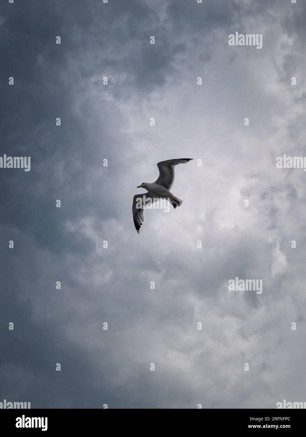 Seagull in flight over cloudy sky background Stock Photo
