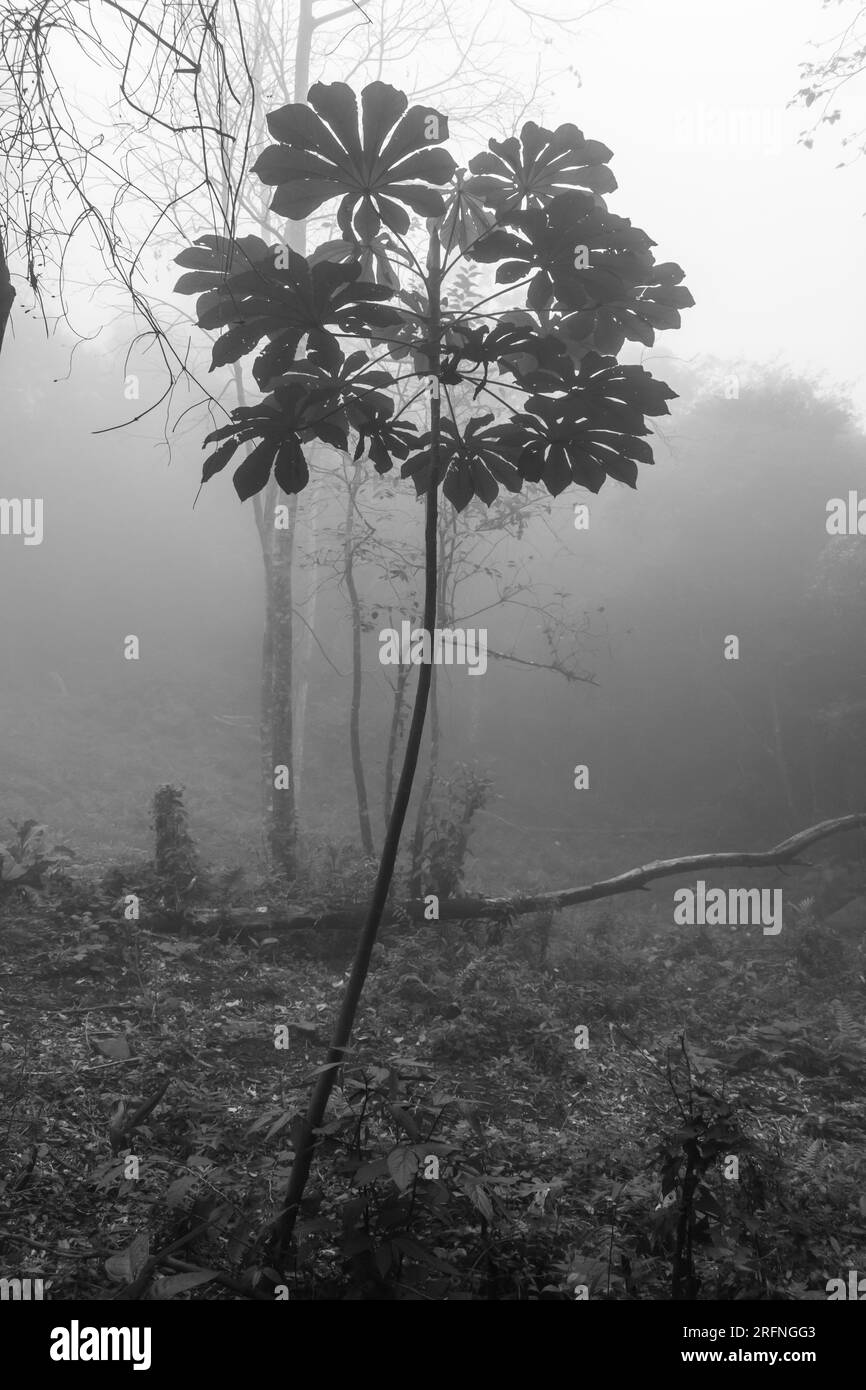 Cecropia tree in a foggy forest in Sao Francisco de Paula, Brazil Stock Photo