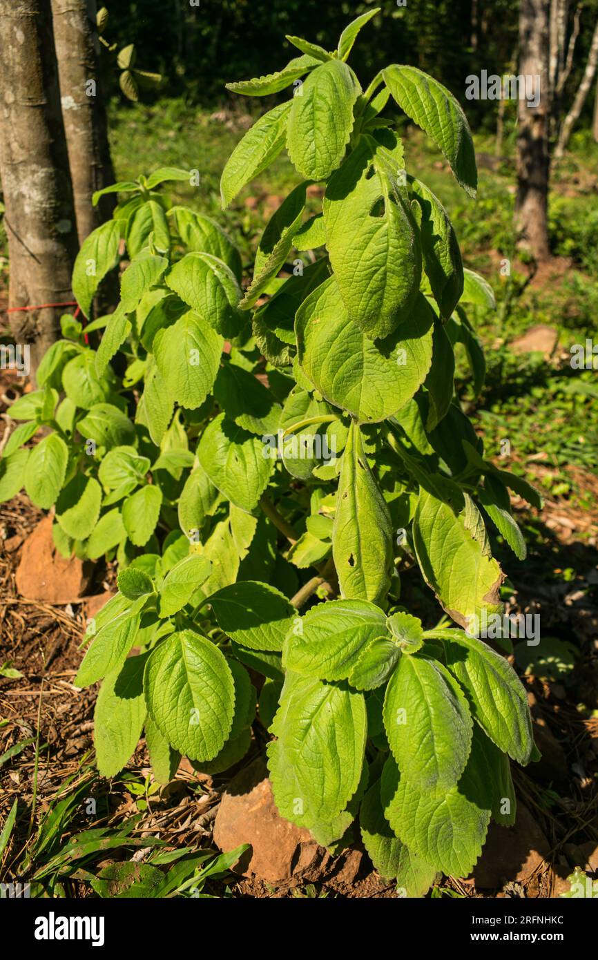 Coleus barbatus, aka Plectranthus barbatus, medicinal plant popular in Brazil known as 'Boldo brasileiro' Stock Photo