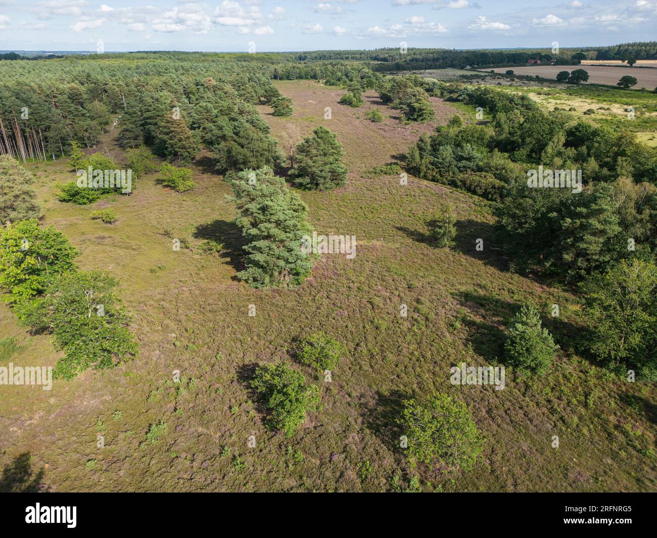 aerial view of Cawston Heath nature reserve, Norfolk, United Kingdom, 3 August 2023 Stock Photo