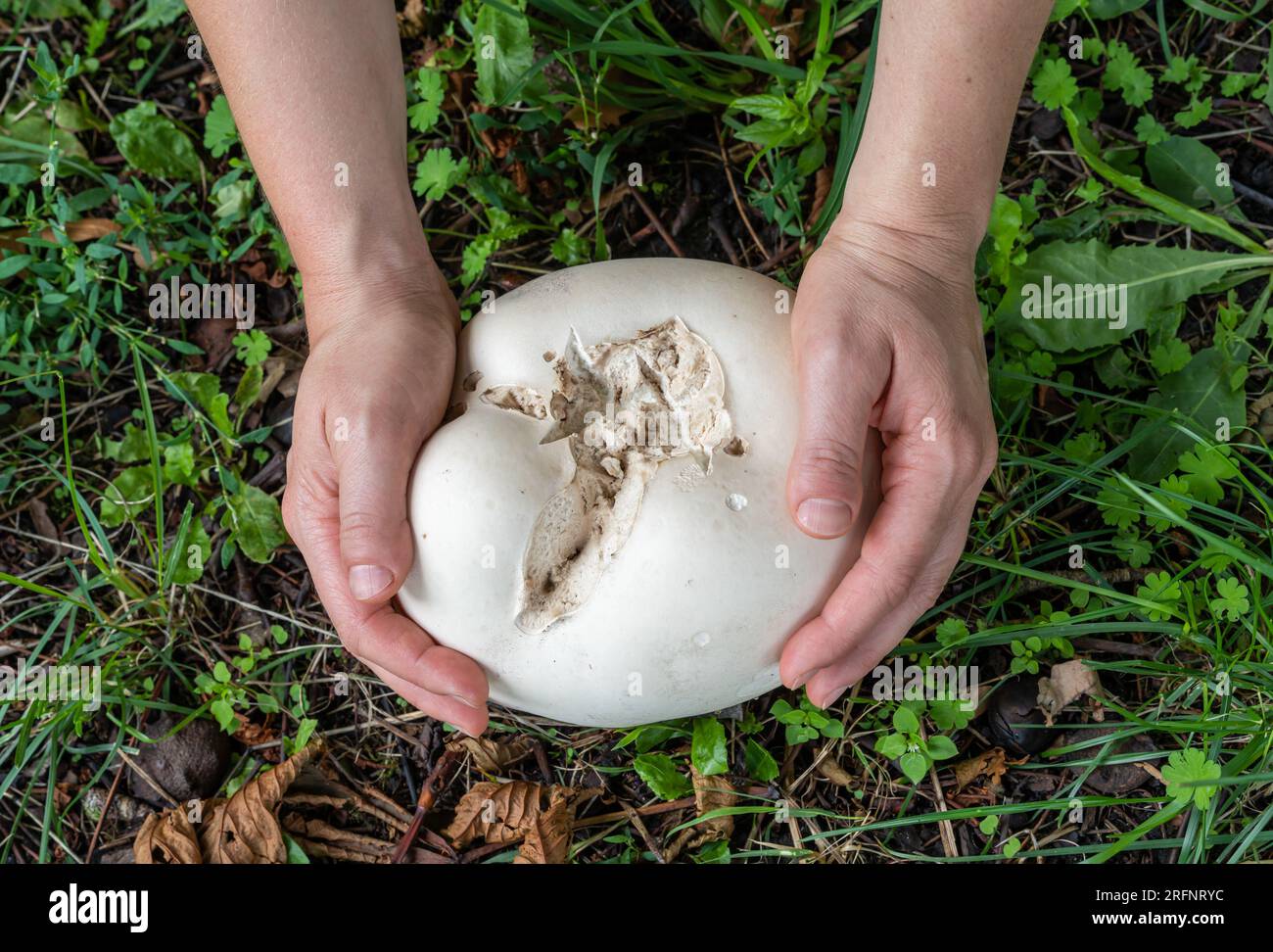 Calvatia gigantea, commonly known as the giant puffball mushroom, in hands Stock Photo