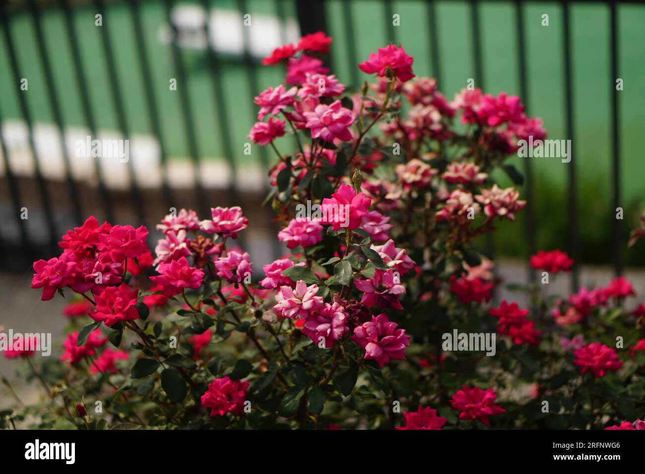 A bush of flowers in front of a fence. The flowers come in varying shades of pink. Stock Photo