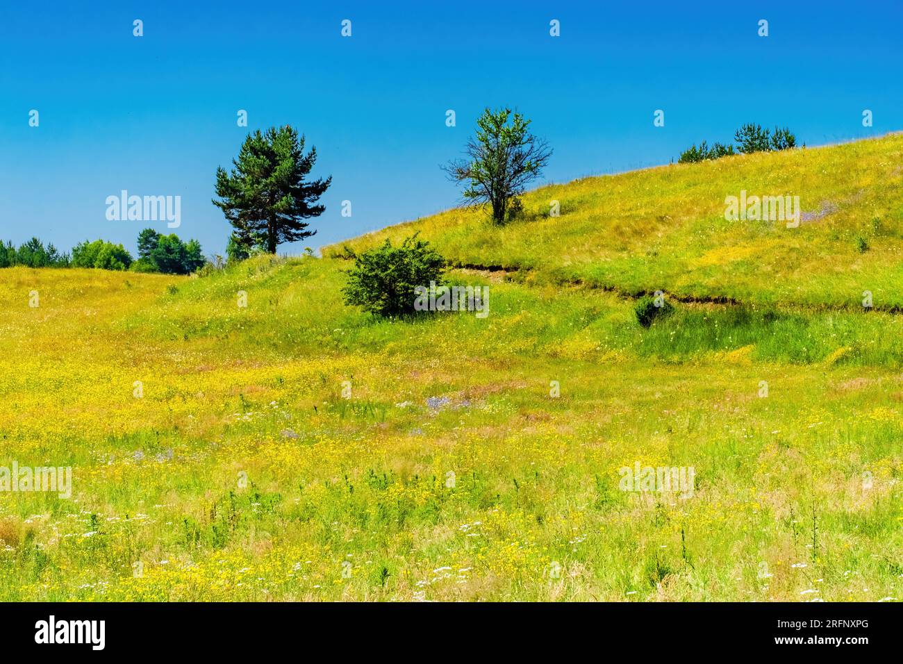 Summer landscape of green field and blue sky with clouds Stock Photo ...