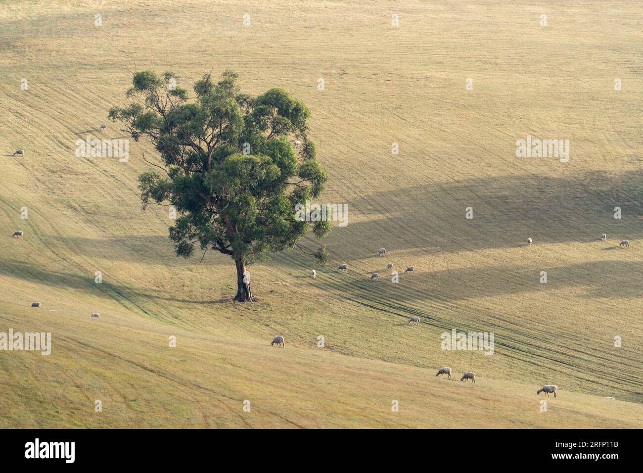 A lone eucalyptus tree standing in a dry paddock on a sunny hillside with a few sheep grazing Stock Photo