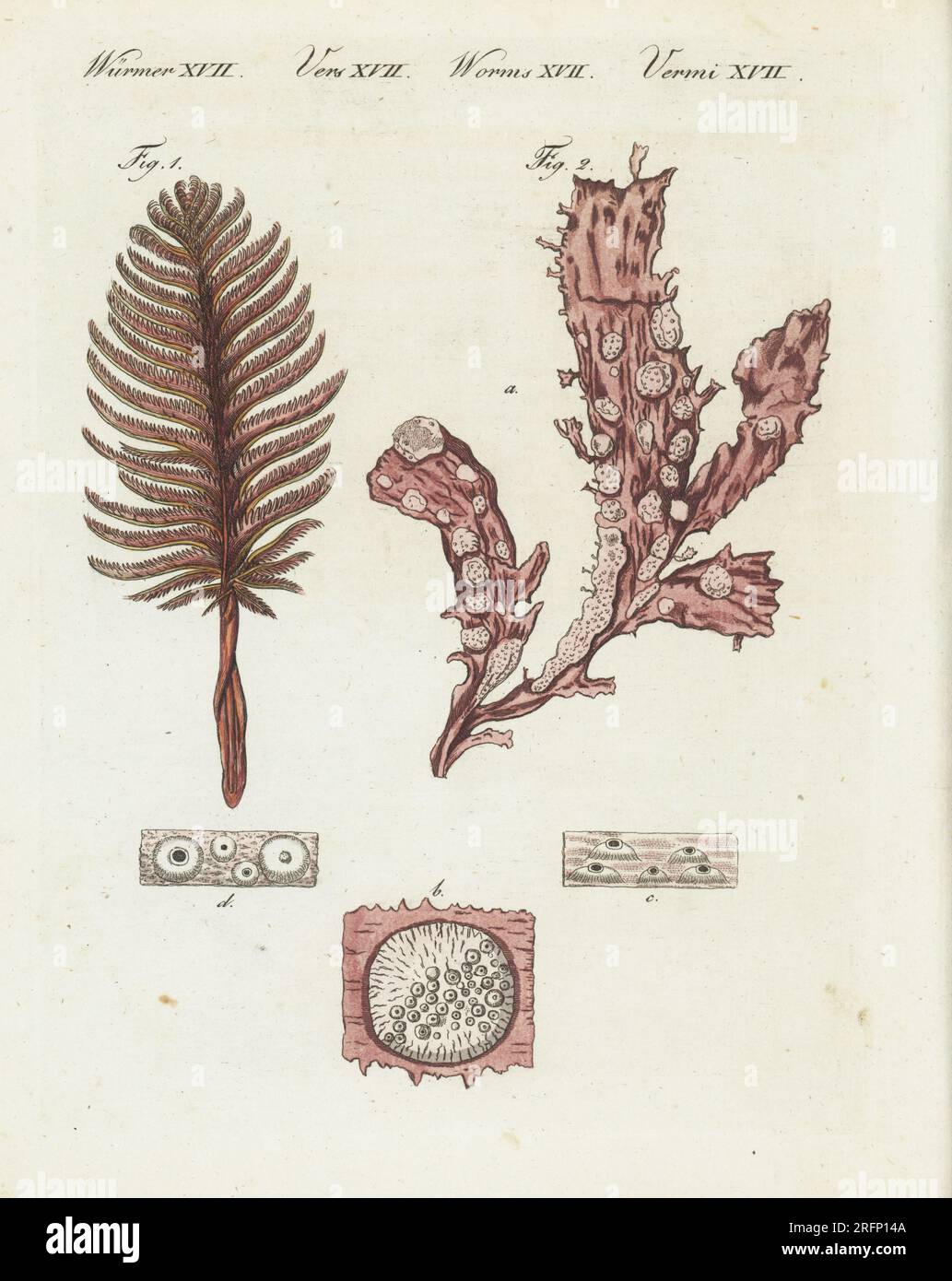 Bristly sea-pen, Pennatula rubra 1, and membranous melobesia, Melobesia membranacea 2, a small marine alga that grows on the surface of other algae. (Pennatula setacea, Corallina membranacea.) Handcoloured copperplate engraving from Carl Bertuch's Bilderbuch fur Kinder (Picture Book for Children), Weimar, 1810. A 12-volume encyclopedia for children illustrated with almost 1,200 engraved plates on natural history, science, costume, mythology, etc., published from 1790-1830. Stock Photo