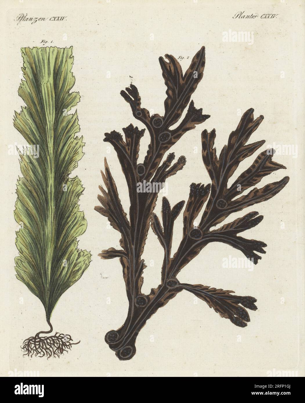 Sugar kelp or devil's apron, Saccharina latissima 1, and bladderwrack,  Fucus vesiculosus, source of iodine 2. Handcoloured copperplate engraving  from Carl Bertuch's Bilderbuch fur Kinder (Picture Book for Children),  Weimar, 1810. A