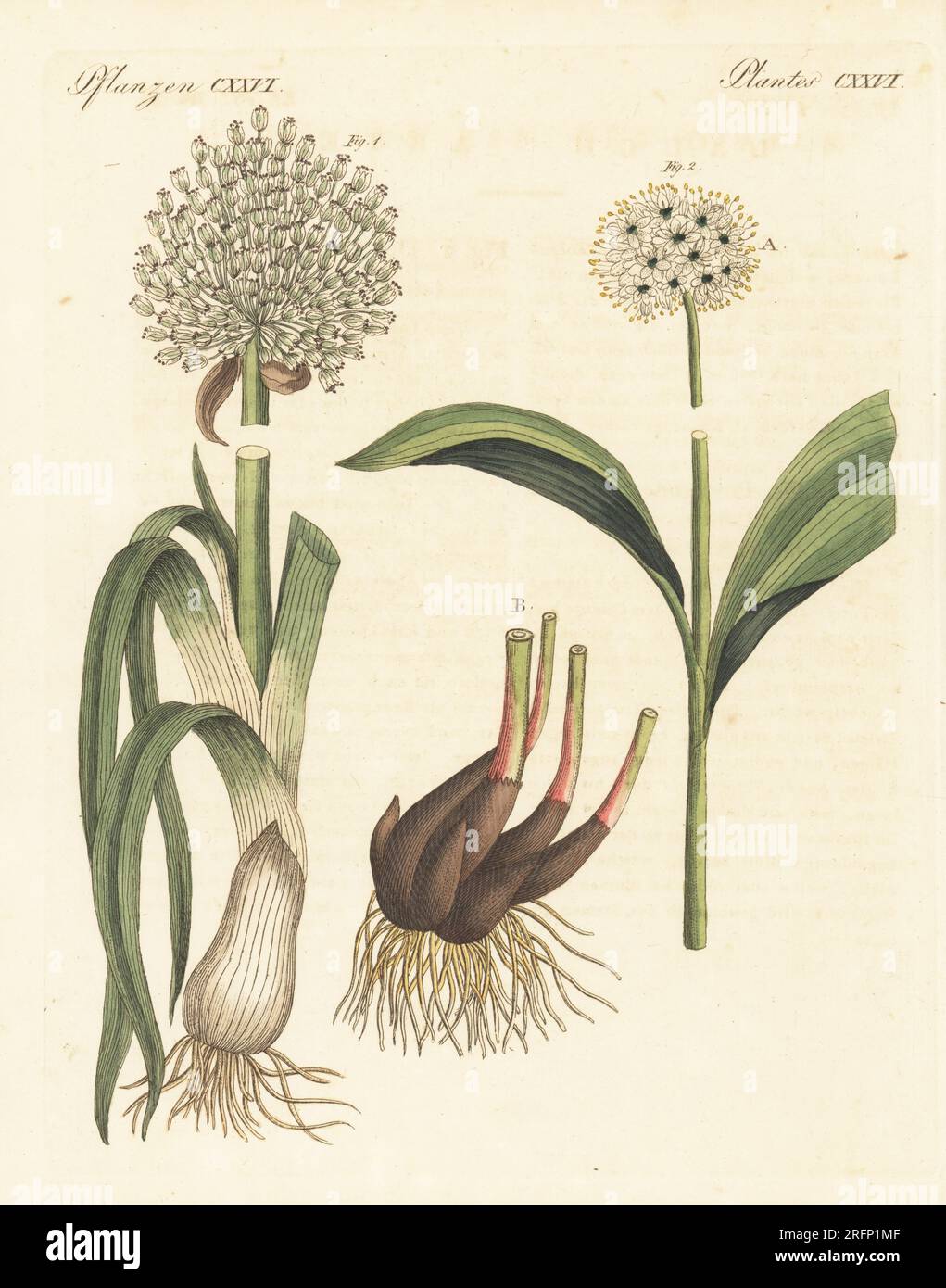 Leek, Allium porrum 1, and alpine leek or victory onion, Allium victorialis 2. The botanicals were drawn by Henriette and Conrad Westermayr, F. Götz and C. Ermer. Handcoloured copperplate engraving from Carl Bertuch's Bilderbuch fur Kinder (Picture Book for Children), Weimar, 1810. A 12-volume encyclopedia for children illustrated with almost 1,200 engraved plates on natural history, science, costume, mythology, etc., published from 1790-1830. Stock Photo
