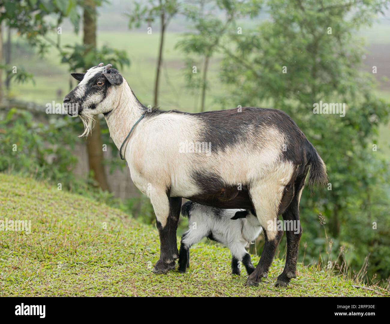 A goat kid suckling from its mother, the nanny goat. Majuli Island