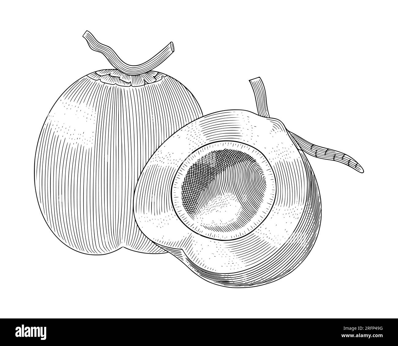 Young green coconut, vintage engraving drawing style vector