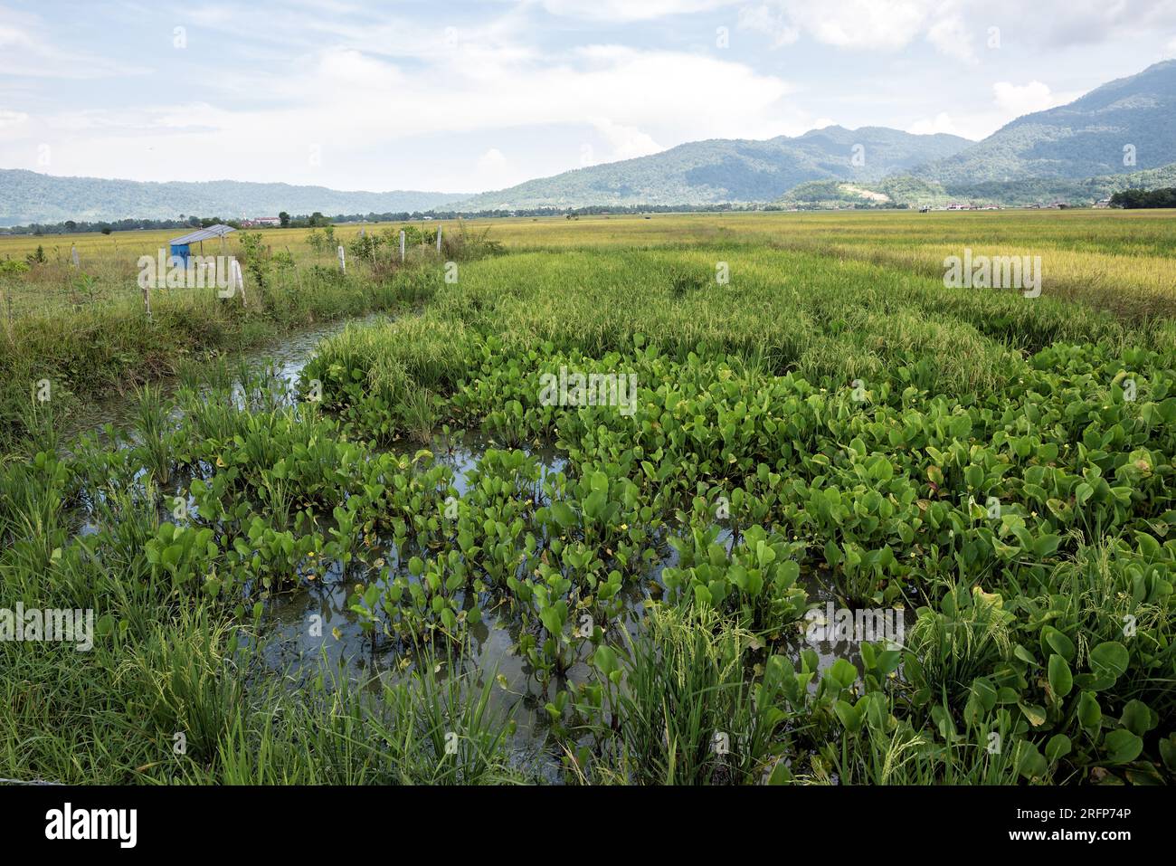 Abandoned paddy field, Langkawi Island, Malaysia. - shot for rice field in Langkawi Island, Malaysia Stock Photo