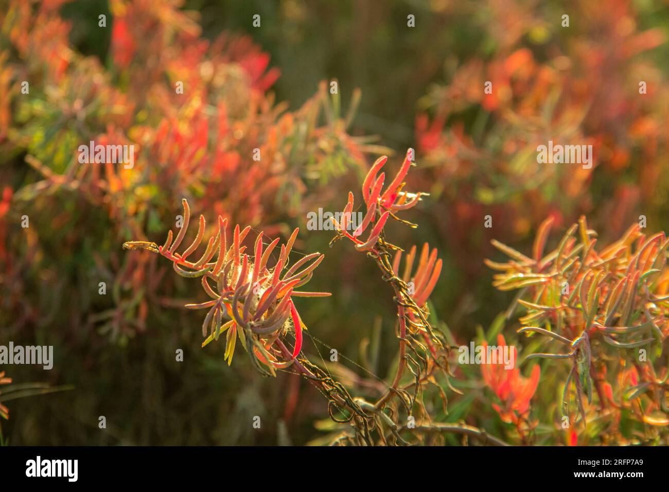 close up of red flowers in the field at sunset. Stock Photo