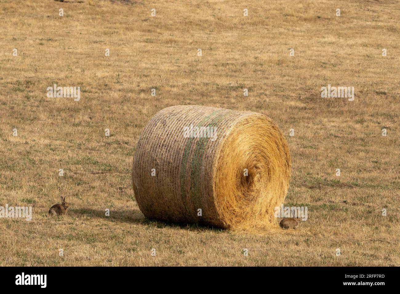 A pair of rabbits sheltering next to a large round hay bale in a dry summer paddock Stock Photo