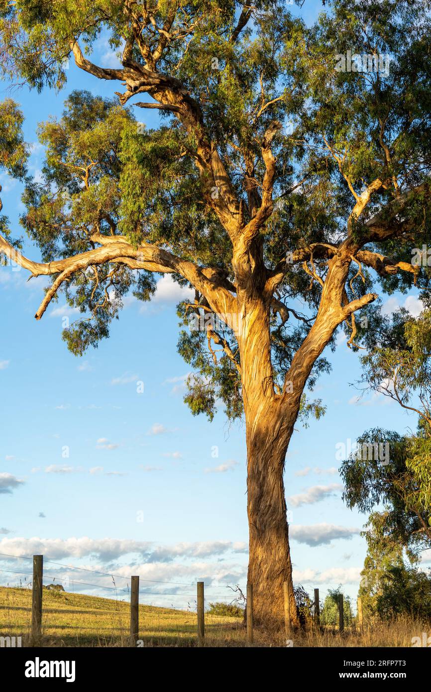 Beautiful eucalyptus tree with twisting bark illuminated by the morning sun Stock Photo