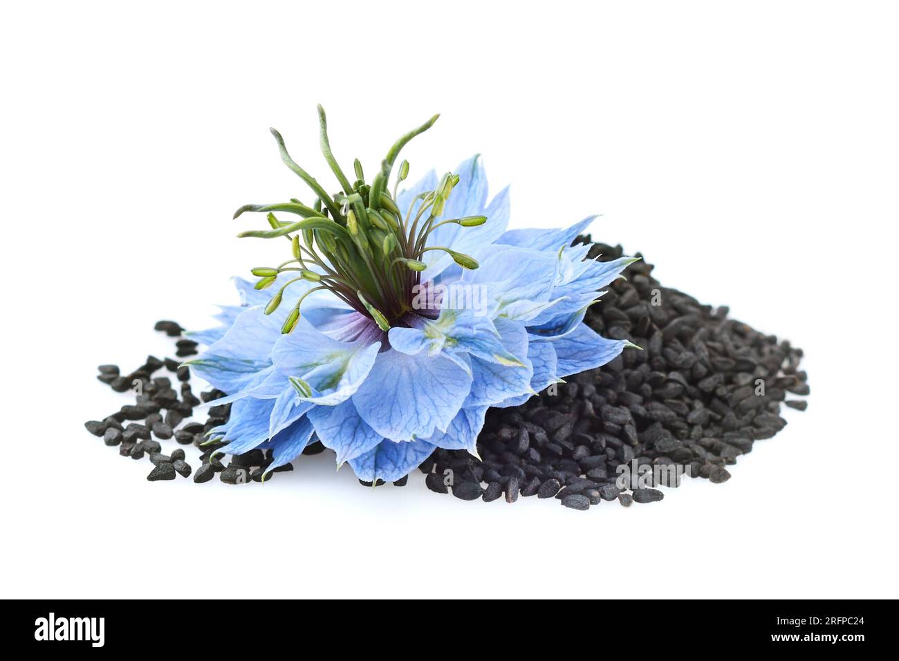 Black cumin seeds with nigella sativa flower. #blackseed #nigellasativa Stock Photo