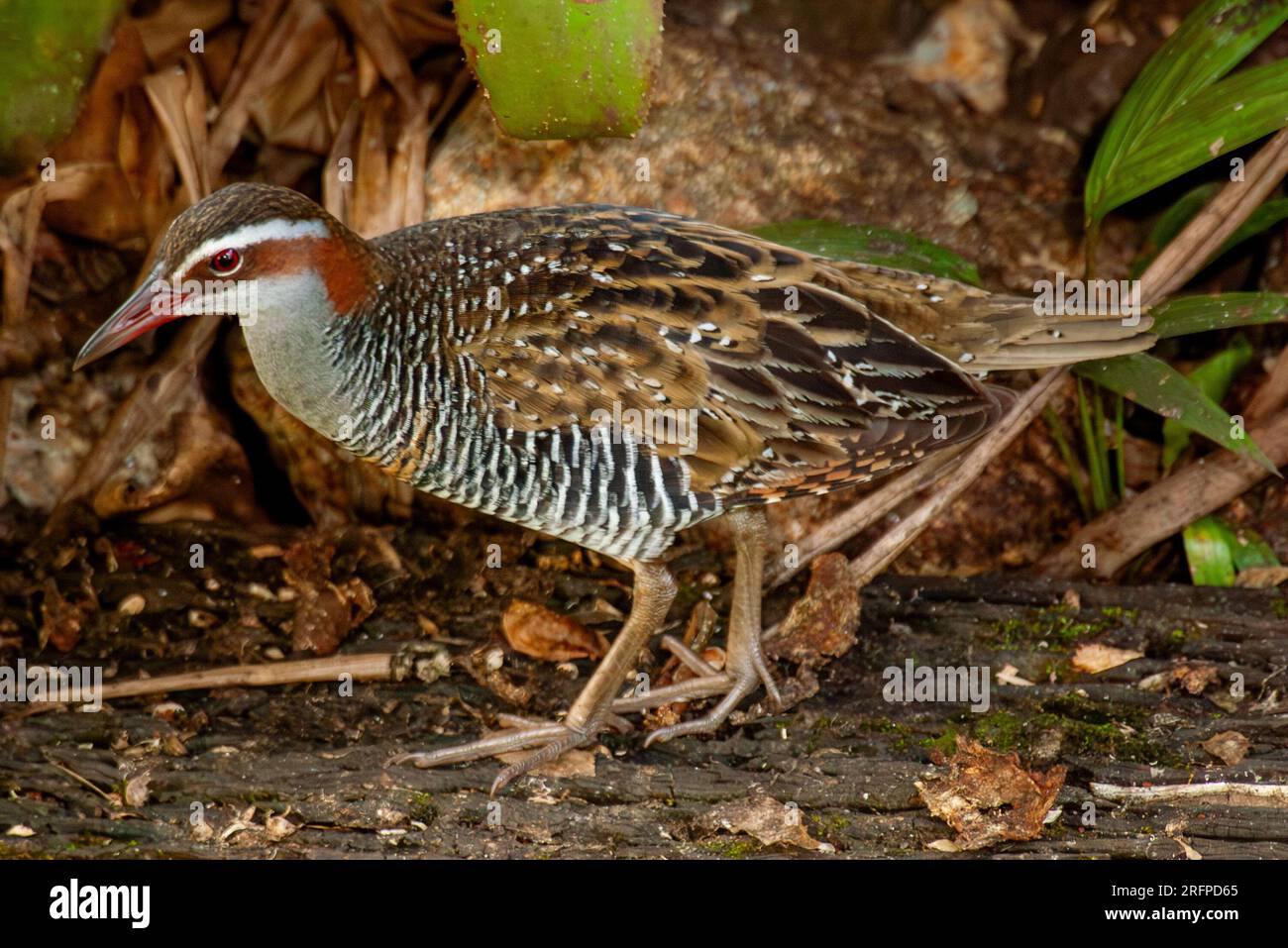 Buff-banded Rail, Hypotaenidia philippensis,, Malanda, Australia. Stock Photo