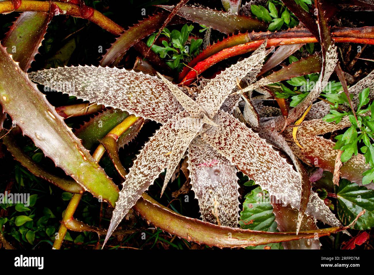 Bromeliad, Cryptanthus,  Earth Star, cultivated, Malanda, Australia. Stock Photo
