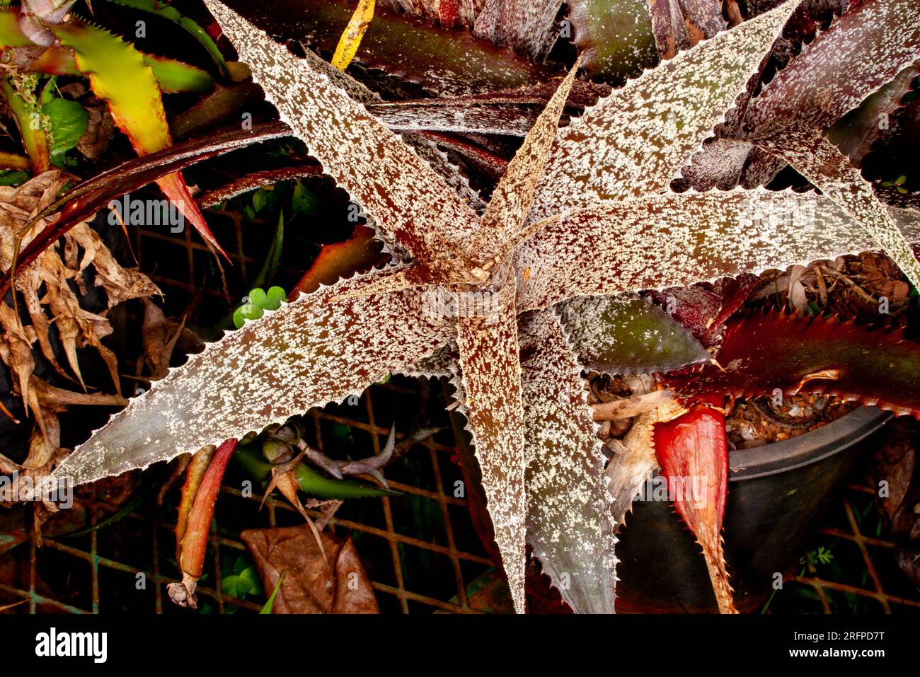 Bromeliad, Cryptanthus,  Earth Star, cultivated, Malanda, Australia. Stock Photo