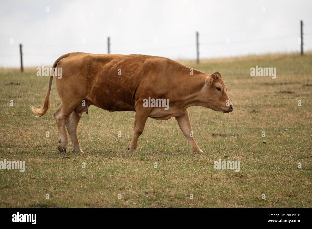 Brown cow walks on the pasture Stock Photo - Alamy