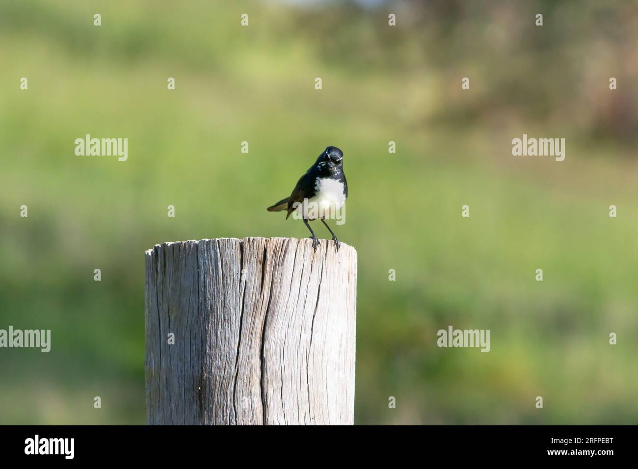 Chatty Willy wagtail (Rhipidura leucophrys) perched on a fence post Stock Photo