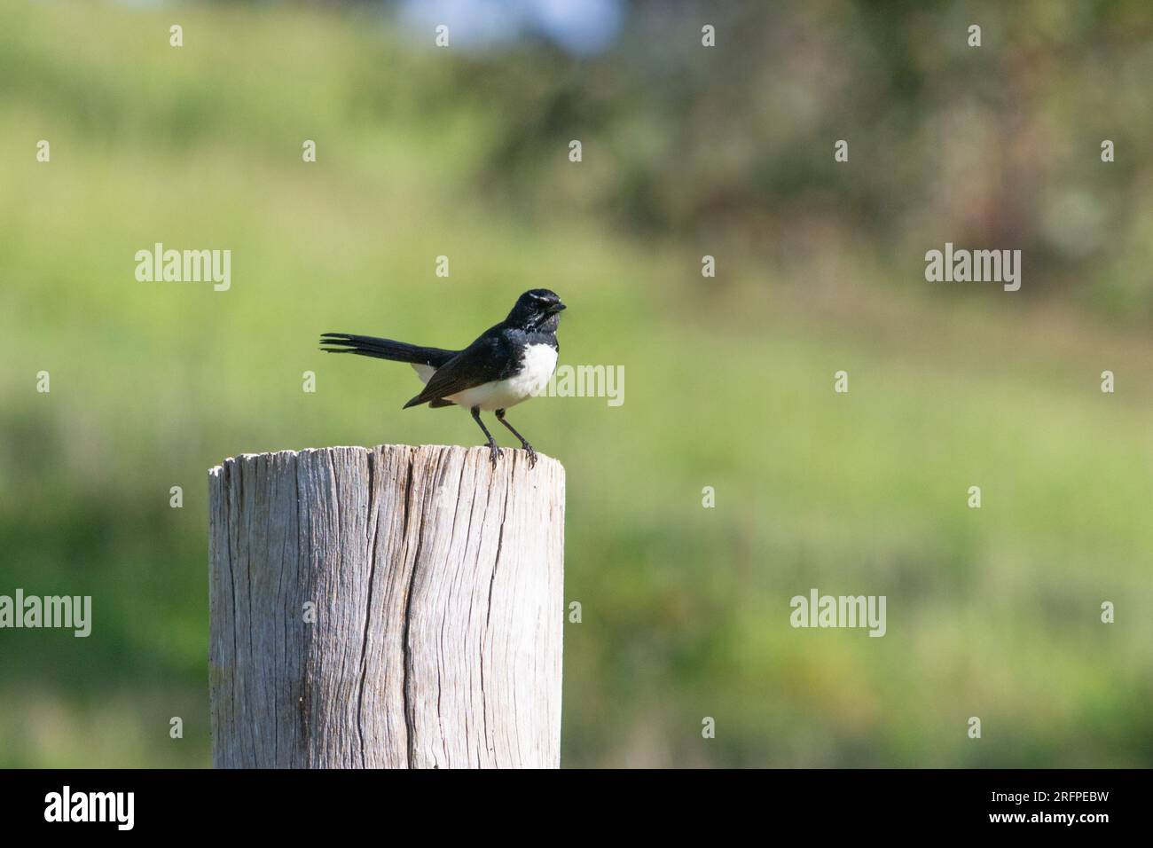 Chatty Willy wagtail (Rhipidura leucophrys) perched on a fence post Stock Photo