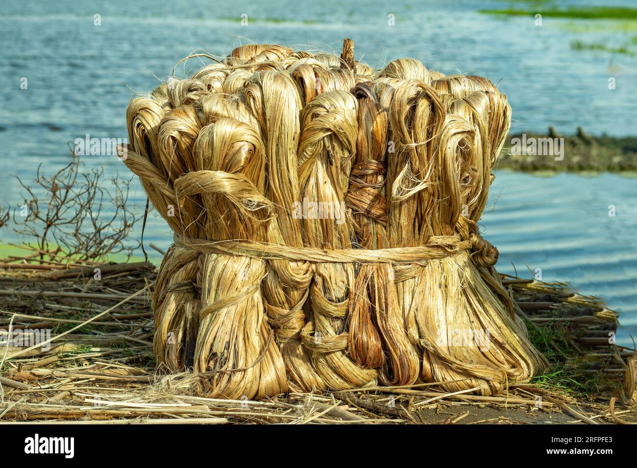 Jute is a natural vegetable bast fiber which is obtained from the bark of the jute plant. Jute