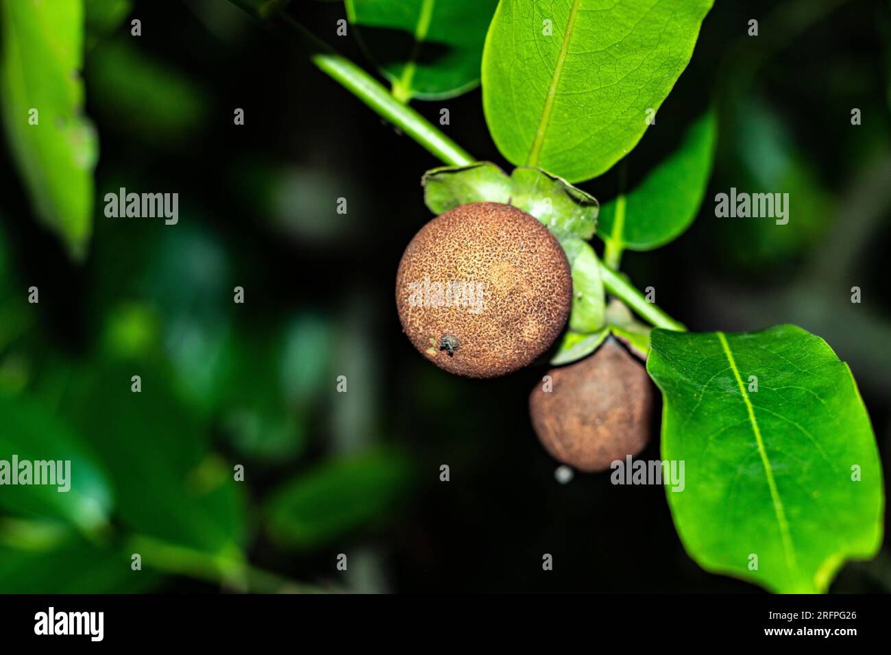 Sapodillas botanically classified as manilkara zapota are sweet