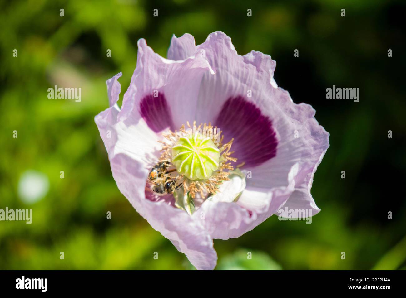 A Carniolan honey bee (Apis mellifera carnica) collecting nectar on an Oriental poppy (Papaver orientale) blossom. Stock Photo