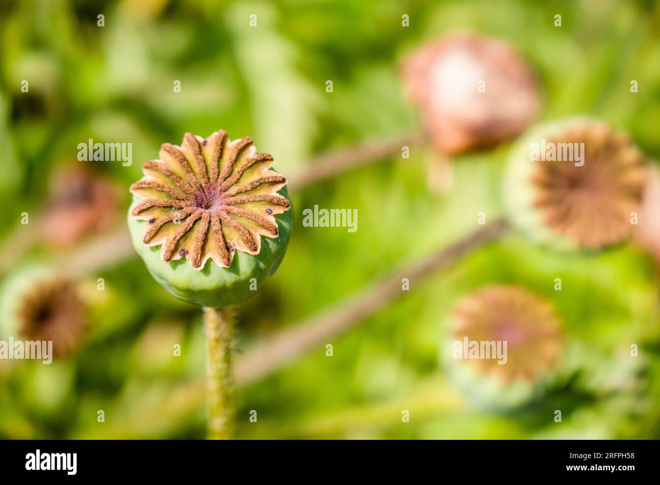 Capsule of a faded flower of the oriental poppy (Papaver orientale). Stock Photo