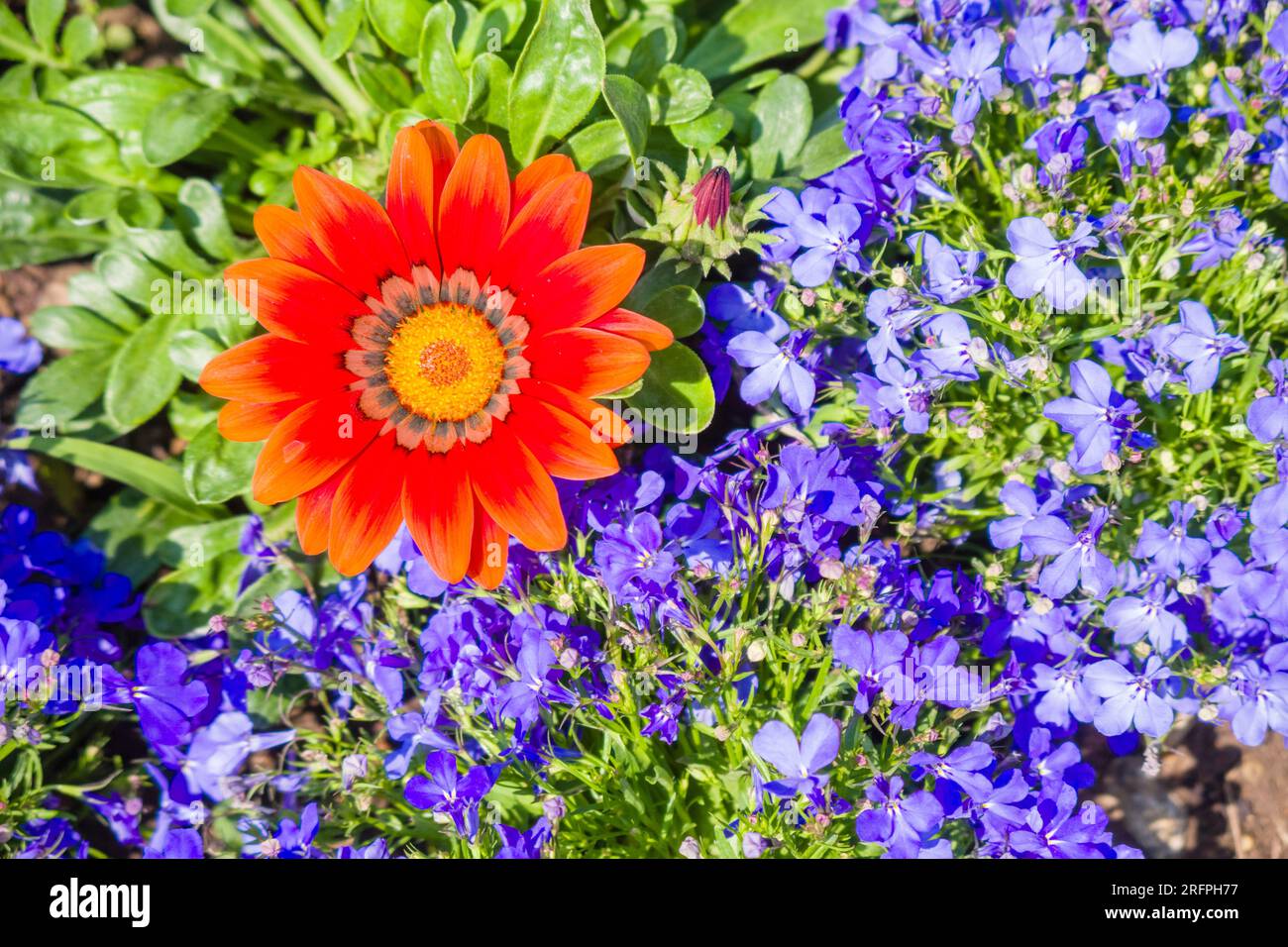 Red flower blooming within small blue flowers. Stock Photo