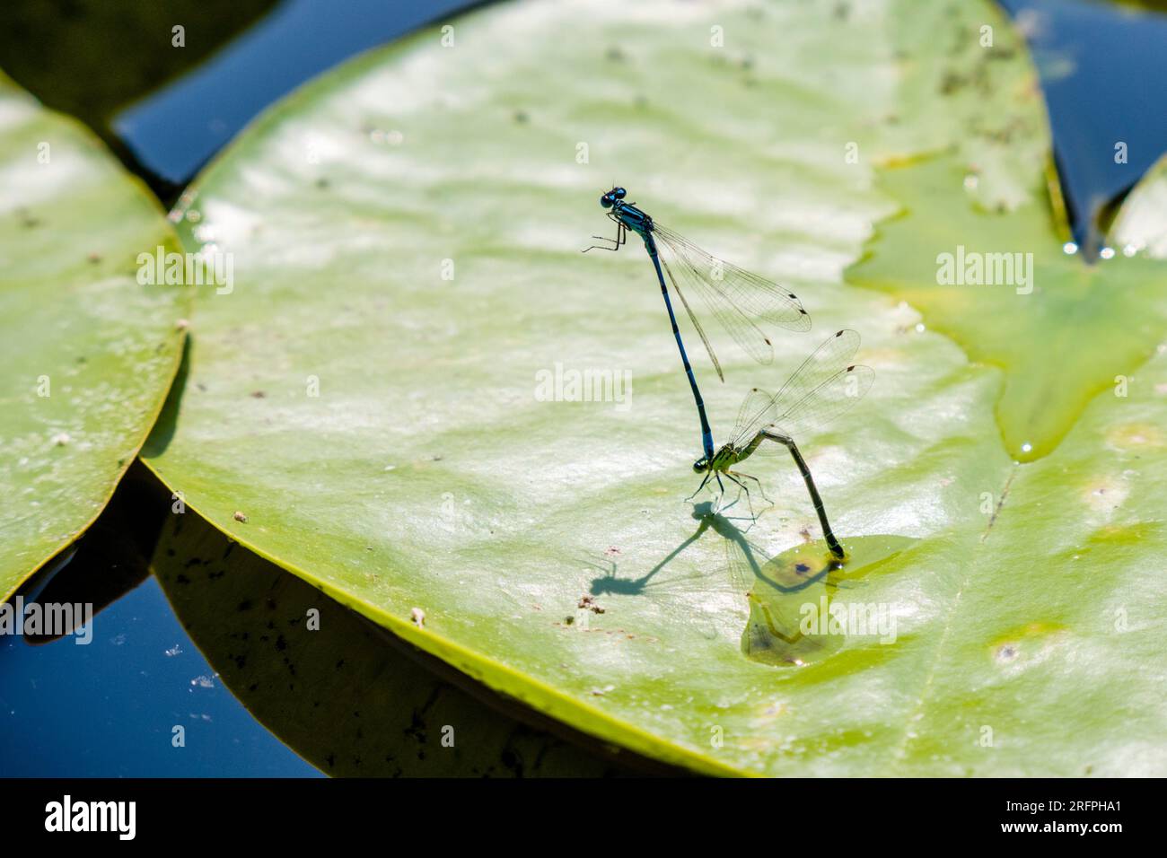 Horseshoe damselfly in mating wheel (Coenagrion puella). Stock Photo