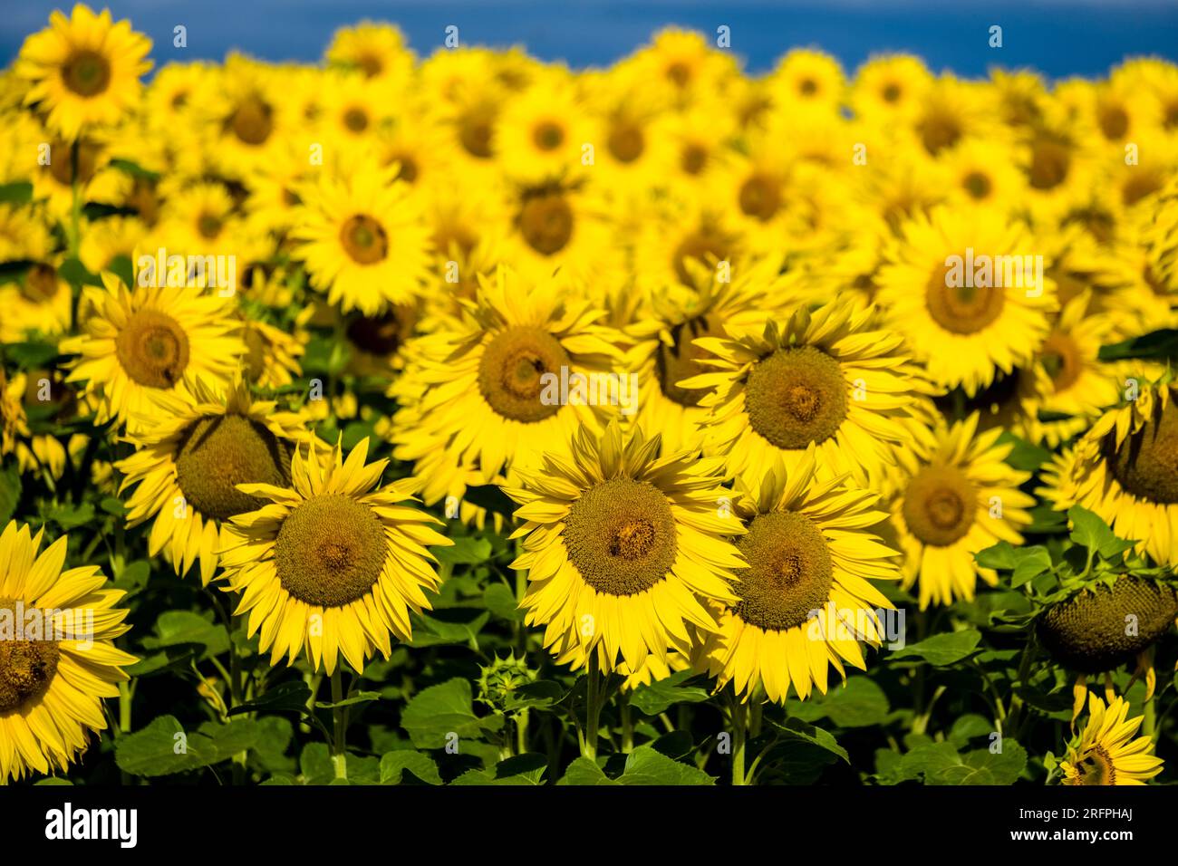 Blossoms of common sunflowers (Helianthus annuus) in a whole sunflower ...