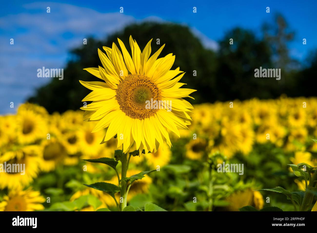 A common sunflower (Helianthus annuus) is standing out of a whole sunflower field. Stock Photo