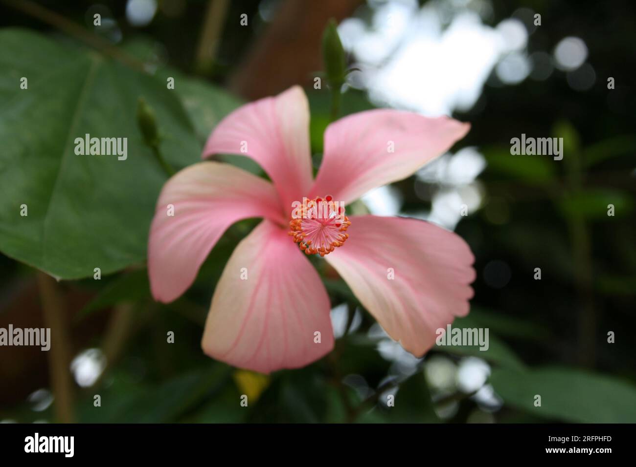 Light pink Chinese hibiscus (Hibiscus rosa sinensis) flower with green foliage : (pix Sanjiv Shukla) Stock Photo