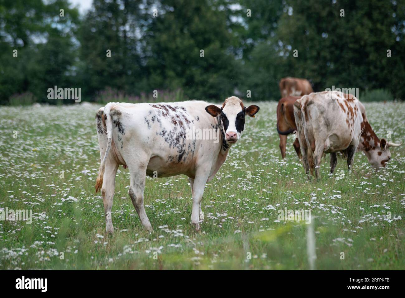 White cow with black spots hi-res stock photography and images - Alamy