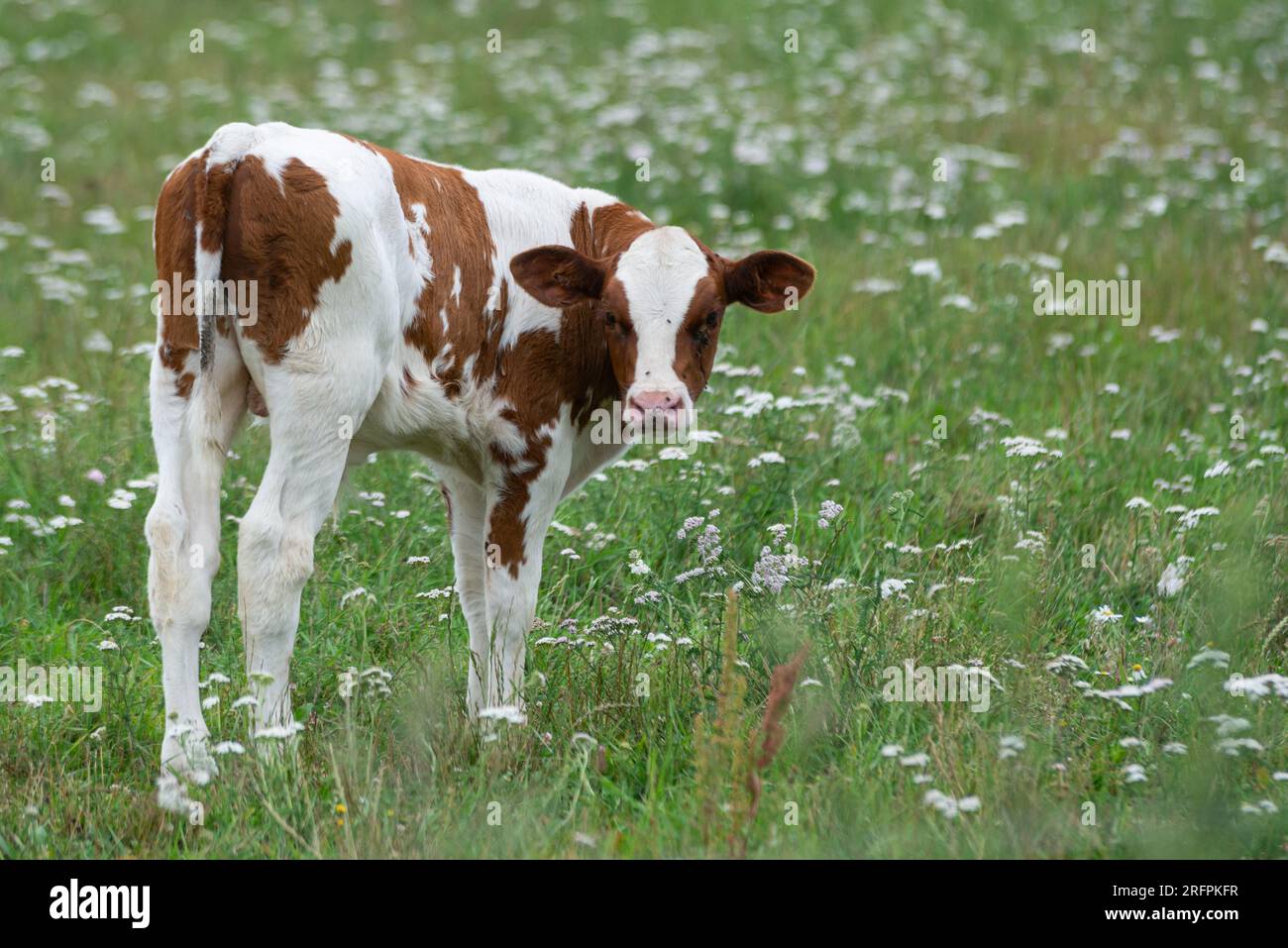white with brown spotted cow baby calf is grazing in a green meadow with white flowers and looking directly into the camera. Stock Photo