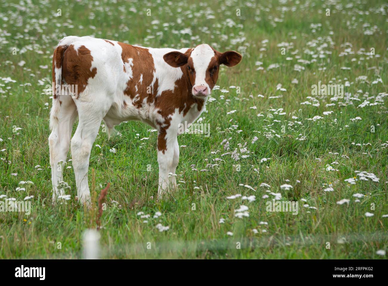 white calf with brown spots is grazing in a green meadow with white flowers and looking directly into the camera. Stock Photo
